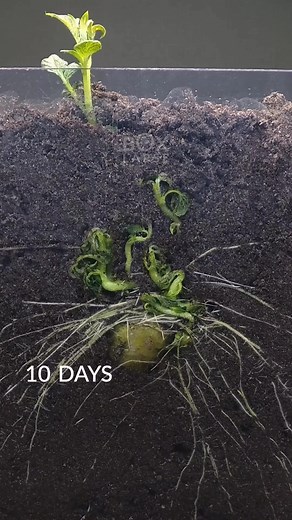 Potato Growth Time Lapse: 92 Days of Fascinating Development 🥔