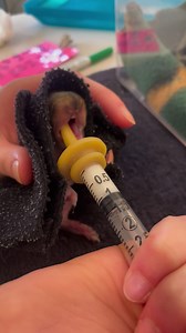 Have you ever seen a baby squirrel? Mom does such a great job caring for her babies, that they don’t leave the nest until usually around 10-12 weeks and they look like mini adults. Baby squirrels are born completely helpless, eyes closed, no fur and rely entirely on mom for milk and warmth. We now have 10 orphaned gray squirrels in care, all around 5 weeks old. As we head into baby season for wildlife, follow these tips to keep wildlife safe! 1. Keep cats indoors, safer for kitty and domestic ca