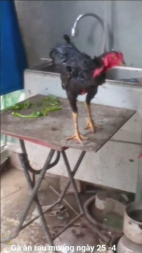 gà gáy sáng ngày 25 -4. ( Đăng ký kênh nhé )