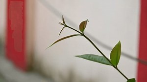 Syzygium cumini deixa. É uma planta: vídeo stock (100% livre de direitos) 3835475965 | Shutterstock