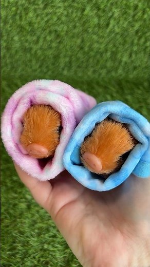 Adorable piglets🐷 #piglet #babypig #micropig #minipig #pig