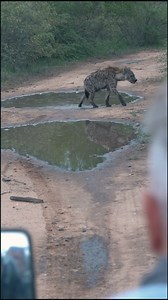 African Explorer on Reels