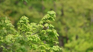 Nest Building Video. Female Baltimore Oriole | Schoharie County Photos