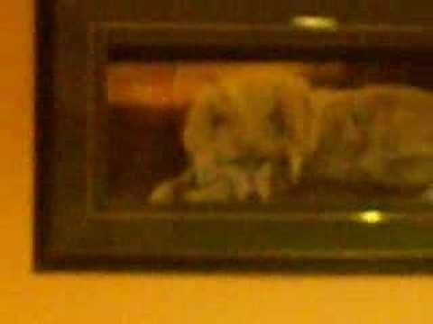 The Old Nerf Gun