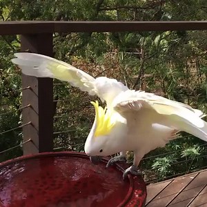 Sulphur crested cockatoo | BIRDS & Nature