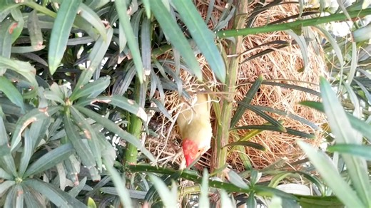 What type of nesting materials should you offer your finches ? | Paradise Aviary