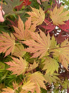 Acer palmatum x circinatum 'Ever Autumn' Japanese Maple