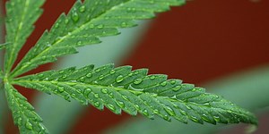 Here's The One Big Problem With Legalizing Marijuana