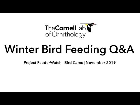 Winter Bird Feeding Live Q&A With Project FeederWatch Staff – Nov. 22, 2019