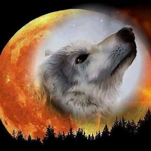 Wolves in the sunrise | Wolves and wolfpuppys