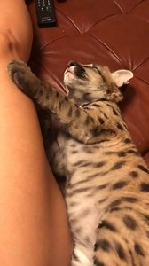 baby tiger | Puma London