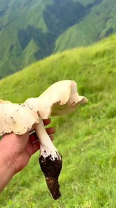 🔻The biggest edible mushroom i found (uhong)🇵🇭 Unexpected blessing i found along Tambara Trail traverse Bato Punsok. | Philippines Journey