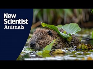 Baby beavers born in urban London for the first time in 400 years
