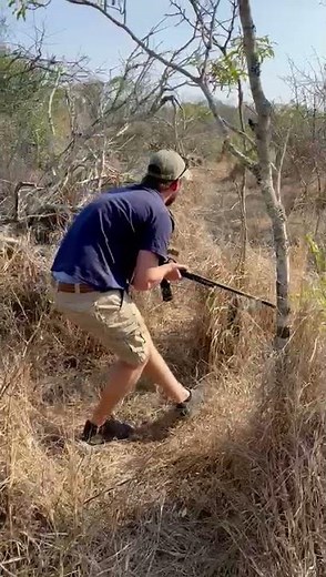 Darting a snared Hyena