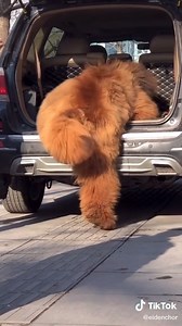 1.6M views · 63K reactions | I need to get myself a Tibetan Mastiff  ©eidenchor | TikTok | Facebook