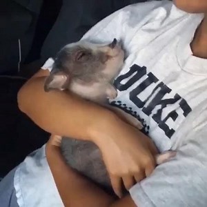 26K views · 1.7K reactions | AZ Micro Mini Pigs on Reels | Facebook