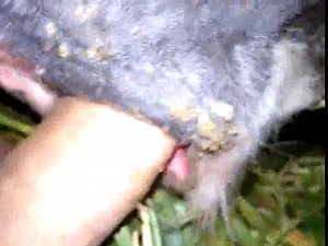 Horny dude sneaks out to the barn and slides his rock hard cock deep in unsuspecting animal