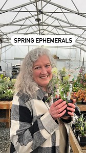 Spring ephemerals, often overlooked in favour of their more enduring counterparts, deserve a moment of admiration for their unique charm and significance in the natural world. What exactly are spring ephemerals? These delicate perennials emerge from their winter slumber to adorn our gardens with fleeting bursts of beauty. From the subtle nod of a trillium to the intricate patterns of a fritillary, each ephemeral species holds a story of resilience and adaptation. Unlike their long-lasting counte