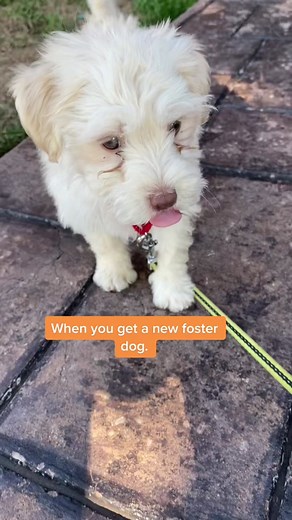 Meet Benita. How cute is she?!?🥰 #fosteringsaveslives #rescuedog #havanese #havapoo