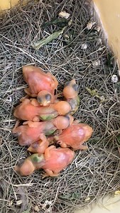 6.3K views · 101 reactions | Ten Sisters Nanny Bird, Java Sparrow | Kasim Birds Farm | Facebook