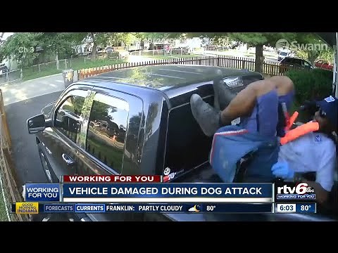 Vehicle damaged during dog attack
