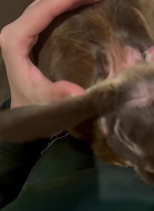 I was trying to film “Baby” over Maddys shoulder. He absolutely adores her. She has a special gift when it comes to animals. His hairless patches are getting bigger because we are going into Summer and all the rabbits are moulting. He has the 1 (Ff hairless gene) whereas Mr Bigglesworth had 2 (ff genes) which made him hairless. | Mr Bigglesworth & Friends