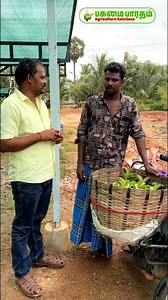 30K views · 498 reactions | நல் வருமானம் தரும் கொய்யா சாகுபடி! | Guava farming in Tamil Nadu| Pasumai Bharatham Agriculture Solutions #guava #farming #pasumaibharathamagrisolutions #agriculture #fruits #farming | Pasumai Bharatham Agriculture Solutions | Facebook