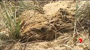 9.1K views · 32 reactions | Wurtulla Beach: Sunshine Coast Council is under renewed pressure to exhume a buried whale. As the weather clears the burial site is heating up under the sun and locals are worried the stench will become unbearable. www.7News.com.au #7News | 7NEWS Sunshine Coast | Facebook