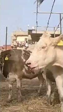 اقوى عروض المعلم محمد سعد العنوان قطور غربيه تليفون 01090609717