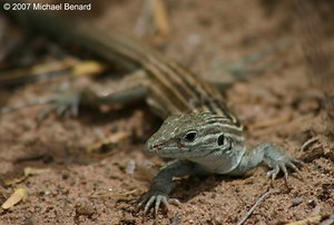 New Mexico Whiptail Lizard