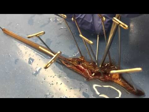BMED 3110: Earthworm Dissection Tutorial