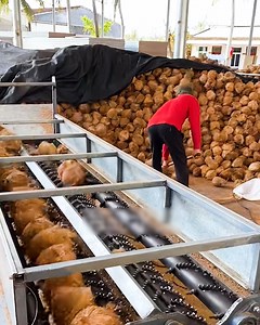Inside The Coconut Oil Factory! 🥥 | Bee Inspired