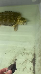 3.9K views · 31 reactions | Wildlife Attack on Reels | Facebook