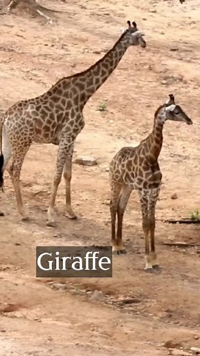 Giraffe Animal Sounds Compilation!