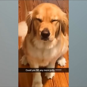 18K views · 799 reactions | When your dog is overly dramatic  | Virtudes Studio | Facebook