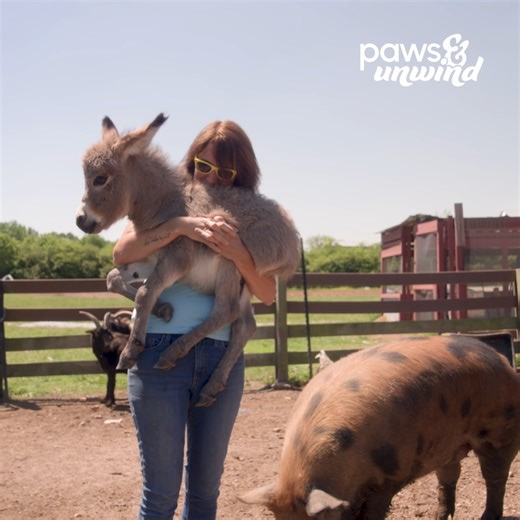 How a pack of WILD donkeys joined this Georgia Farm. @TheGoodPlaceFarm | The Pet Collective
