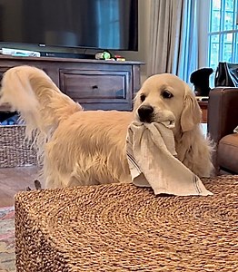 Dis Bubba CleanUp Round here. 😏 Bubbacini, Clean Up Expert | Along Came Polly, Rosie and Bubba
