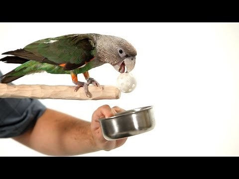 Teach Your Parrot to Fetch from a Perch | Parrot Training