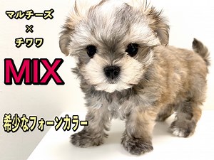 【 MIX 】希少なフォーンカラー！マルチーズ×チワワのマルチワワ！ | マルワンBLOG | ペットショップ マルワン 小さめ子犬 美形な子猫 初心者安心のサポート