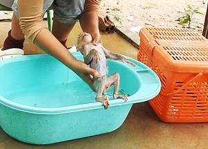 Good Time for Baby Alien Take a Shower | Monkey Family