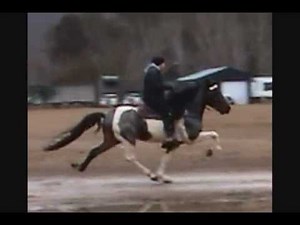 BIG BLUE MADNESS -SPOTTED ROAN SPEED RACKING STALLION