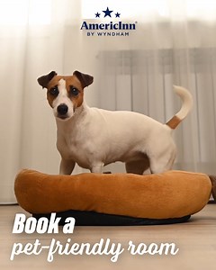 A hotel stay at AmericInn by Wyndham with your furry friend that earns rewards points? It’s paw-sible at select locations. | AmericInn by Wyndham