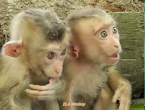 Two orphaned baby monkeys were very happy when they drank milk. _ ELA Monkey | The Story Daily