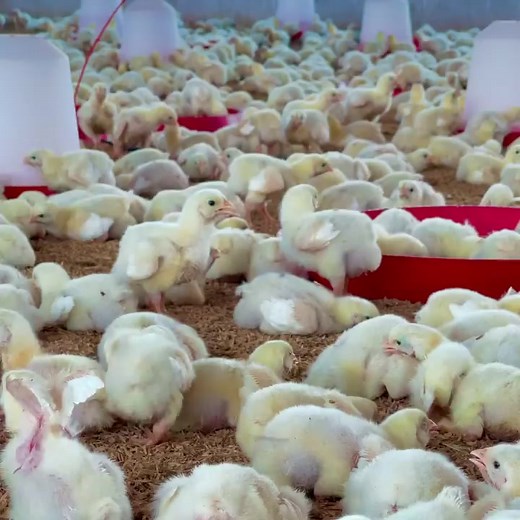 Commercial broiler farming Credit: senelvo poultry farm #agribusinesstalk #broilerfarming | Agribusiness Media