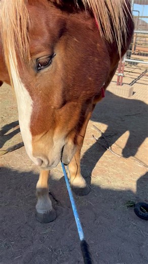 Now the front legs | Scout's Trail