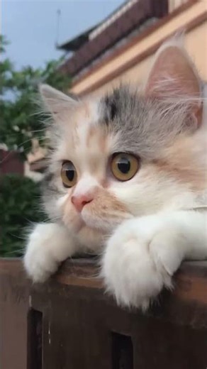 pussy where are you