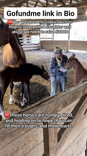 https://social.fund/xiabin/ Hello horse lovers,please am asking for your support towards paying un paid food and treatment bills#rescuehorses #horselovers #mountain #farm #farmlite #ranch #agriculture #sanctuary #farmtok #horsegirl #horsemom #naturephotography #unitedstates #wildhorse #killpenrescue #savedfromslaughter #endhorseslaughter #horse #equine #equinelife | Pawsome Rescue