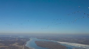 Rare Footage Massive Snow Goose Migration: stockbeeldmateriaal en -video's (rechtenvrij) 1027492613 | Shutterstock
