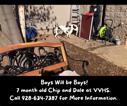 We have teen-aged pups available at VVHS! Chip and Dale are two of our teenagers, they both know "sit" and are walking pretty well on leash. Our teenagers are active, affectionate and eager for forever homes. Chip and Dale should weigh 55-60 plus lbs full grown. Give us a call to make an appointment to meet one or both or all of our youngsters, 928-634-7387. Check out Conroe and Ebby on our website, two more fun fellows: www.verdevalleyhumane.org | The Verde Valley Humane Society
