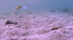 13 reactions · 4 comments | Our Custom 4” Lizard fish Paddle tails are now available online on Campanialures.com! Hop online to check it out and see more pics 酪酪酪 | Campania Lures | Facebook